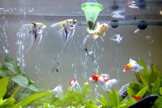 Nuôi thú cưng cũng cần hợp mệnh để 'tiền tài về như thác đổ'