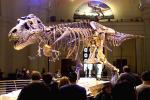 Xương khủng long 150 triệu năm tuổi được đem đấu giá