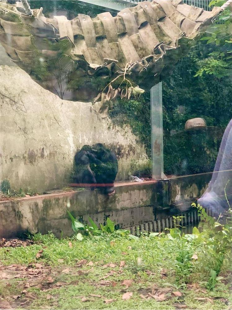 Màn review sở thú không giống ai của cô gái khiến dân tình cười bò-3