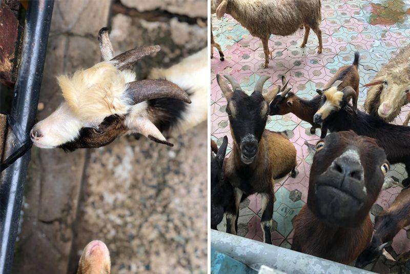 Màn review sở thú không giống ai của cô gái khiến dân tình cười bò-5