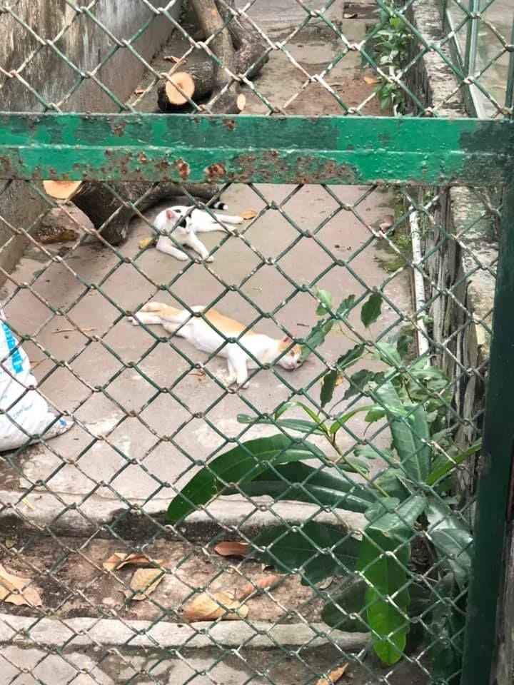 Màn review sở thú không giống ai của cô gái khiến dân tình cười bò-6