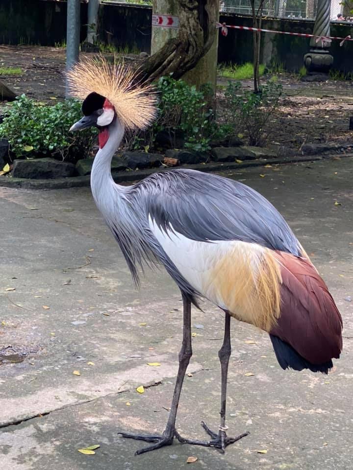 Màn review sở thú không giống ai của cô gái khiến dân tình cười bò-8