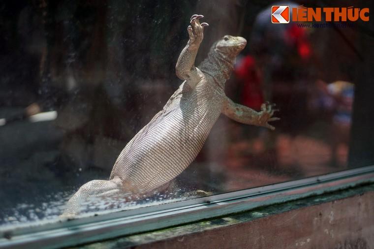 Màn review sở thú không giống ai của cô gái khiến dân tình cười bò-10