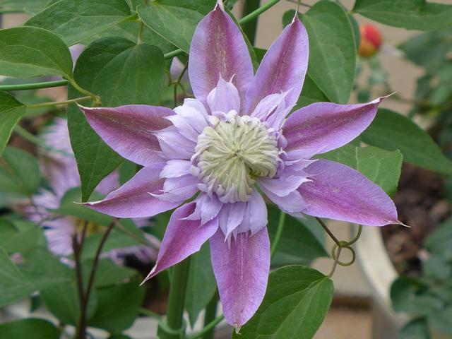 Người sinh vào những tháng này công việc thuận lợi bất ngờ, tiền tiêu rủng rỉnh trong tháng 11-3