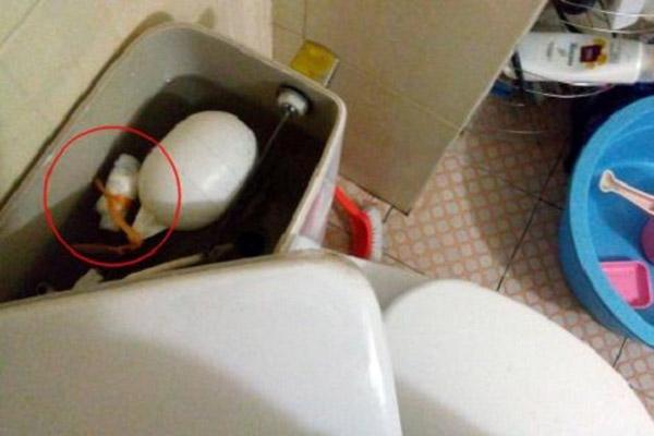 Mẹ người yêu dặn phải test đứa nào có bầu được thì mới cưới rồi bà nhận về trái đắng-3