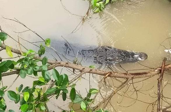 Clip: Hết hồn nhìn cá sấu nặng 70kg sổng chuồng, bơi lang thang ở Đồng Tháp-2