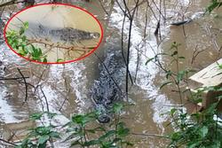 Clip: Hết hồn nhìn cá sấu nặng 70kg sổng chuồng, bơi lang thang ở Đồng Tháp