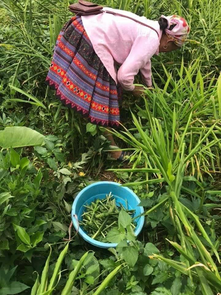 Hoa gừng Sơn La - món ăn với cái tên lạ này đang sốt sình sịch trên chợ mạng-2
