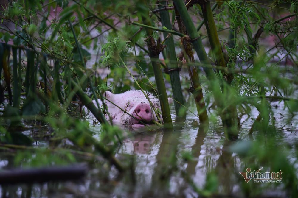 Người dân vùng lũ ngâm mình trong nước, ngồi nóc nhà chờ cứu hộ-14