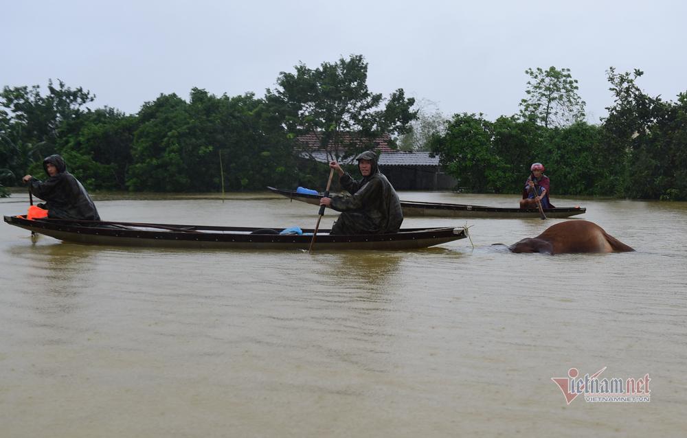 Người dân vùng lũ ngâm mình trong nước, ngồi nóc nhà chờ cứu hộ-15