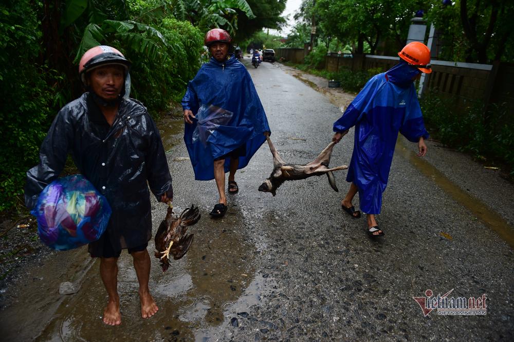 Người dân vùng lũ ngâm mình trong nước, ngồi nóc nhà chờ cứu hộ-16