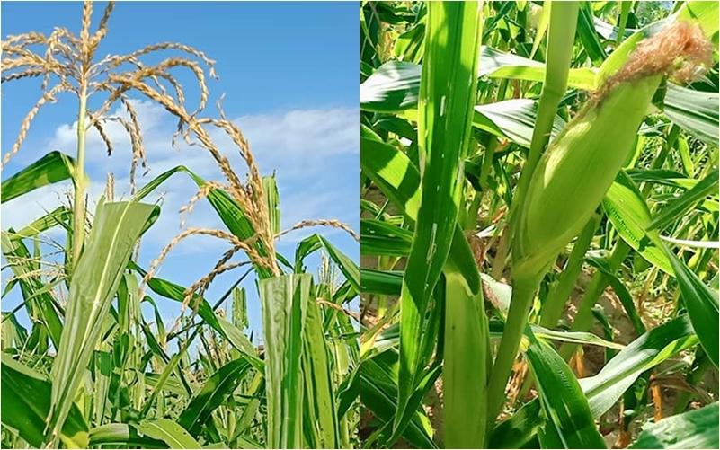 Con gái khoe khu vườn lủng lỉu hoa thơm trái ngọt của ba siêu nhân khiến cả nhà tự hào-3