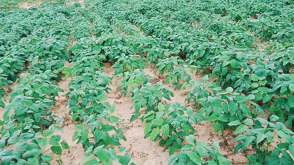 Con gái khoe khu vườn lủng lỉu hoa thơm trái ngọt của ba siêu nhân khiến cả nhà tự hào-8