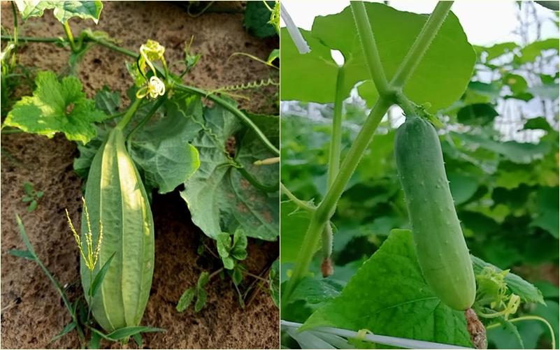 Con gái khoe khu vườn lủng lỉu hoa thơm trái ngọt của ba siêu nhân khiến cả nhà tự hào-9