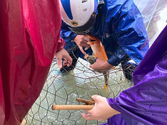 Ngập nặng, người dân TP Hà Tĩnh dùng bu gà, vợt tự chế ra đường bắt cá-3