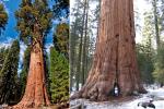 Rừng cây cổ thụ cao nhất thế giới