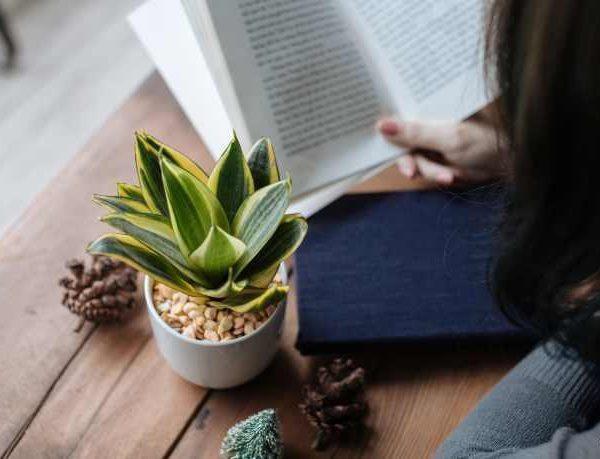 Dân văn phòng nhất định phải có những loại cây này, biết lý do tôi đã mua ngay-2