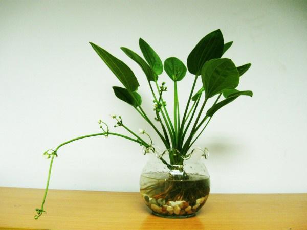 Dân văn phòng nhất định phải có những loại cây này, biết lý do tôi đã mua ngay-4