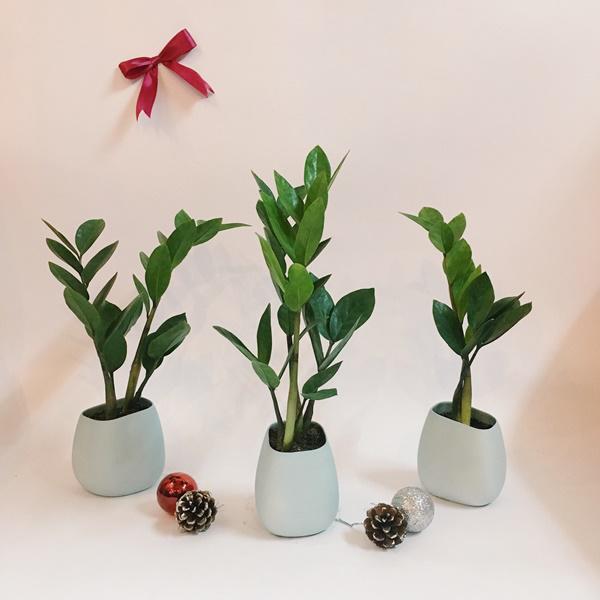 Dân văn phòng nhất định phải có những loại cây này, biết lý do tôi đã mua ngay-6