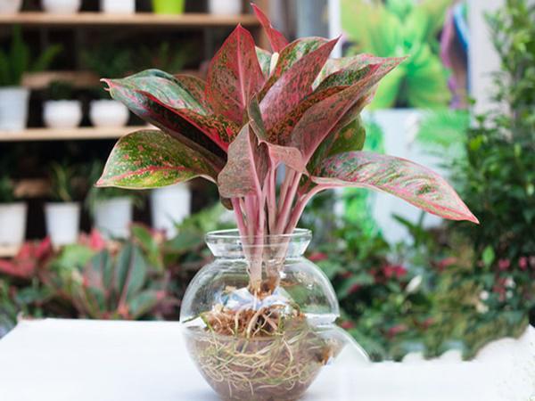 Dân văn phòng nhất định phải có những loại cây này, biết lý do tôi đã mua ngay-11