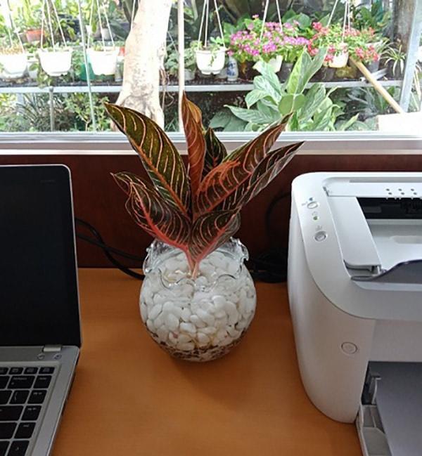 Dân văn phòng nhất định phải có những loại cây này, biết lý do tôi đã mua ngay-9