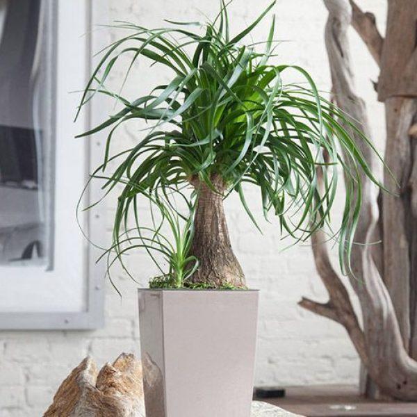 Dân văn phòng nhất định phải có những loại cây này, biết lý do tôi đã mua ngay-19