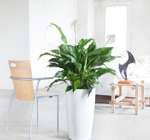 Dân văn phòng nhất định phải có những loại cây này, biết lý do tôi đã mua ngay-20