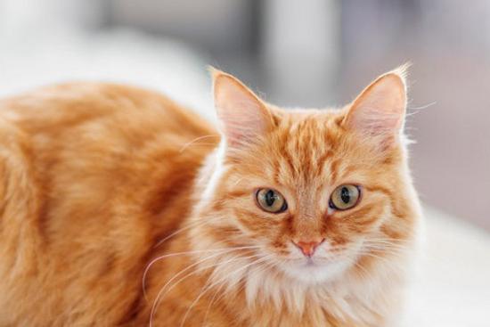 Top 3 con giáp nam là những chàng trai lãng mạn thấu hiểu tấm lòng phụ nữ nhất