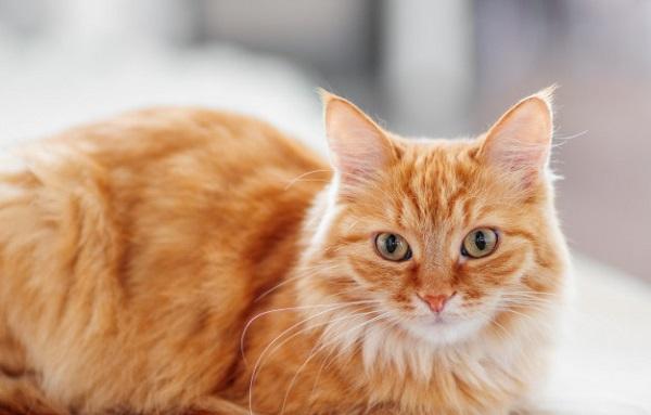 Top 3 con giáp nam là những chàng trai lãng mạn thấu hiểu tấm lòng phụ nữ nhất-1