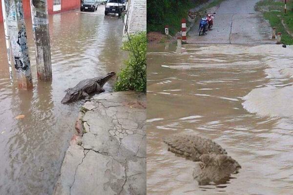 Hú hồn cảnh bé Na dài 2 mét rong chơi giữa con hẻm ngập nước-2