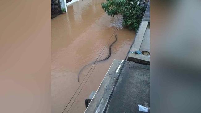 Hú hồn cảnh bé Na dài 2 mét rong chơi giữa con hẻm ngập nước-1