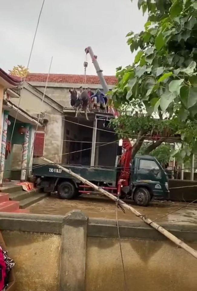 Bài toán khó nhất hôm nay đã được giải: Thuê xe tải về tận nhà đưa từng con trâu tiếp đất an toàn-3