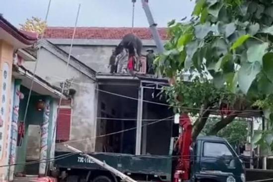 'Bài toán' khó nhất hôm nay đã được giải: Thuê xe tải về tận nhà đưa từng con trâu tiếp đất an toàn