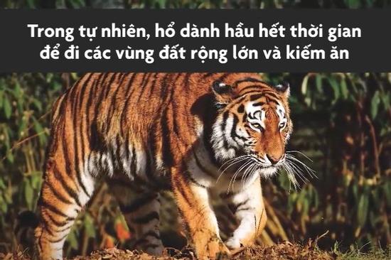 Số phận của hổ trong các gánh xiếc