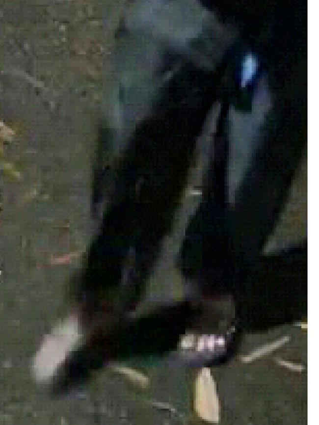 Công an Hà Nội truy tìm đối tượng cầm ô đi cướp tài sản-3