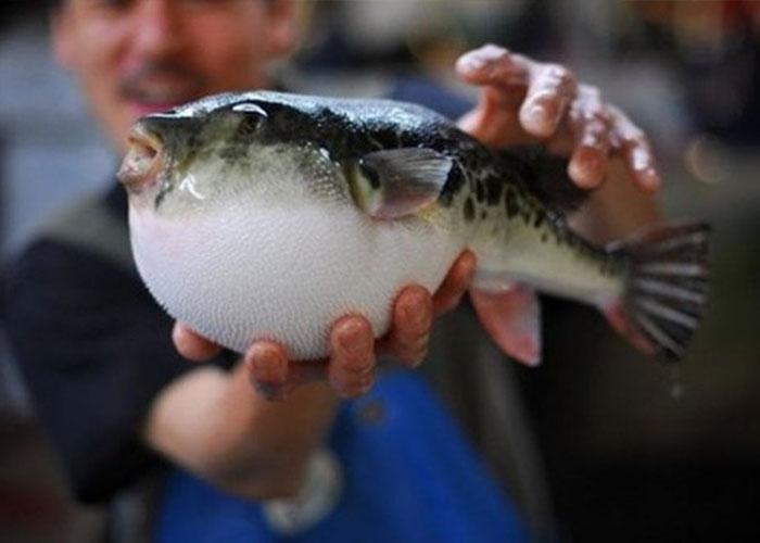 Những món ăn kinh dị ở Nhật Bản không phải ai cũng dám thử-5