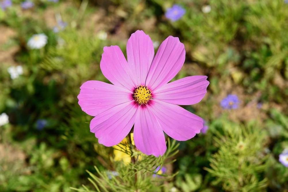 Tử vi 12 cung hoàng đạo ngày 27/10/2020 có gì biến động, ai là người may mắn?-4