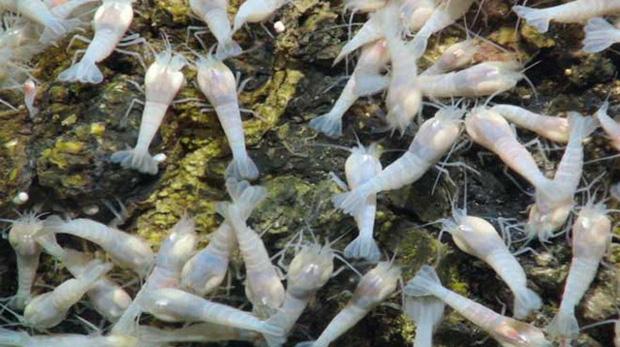 Loại tôm cứng đầu nhất thế giới, thách thức hàng loạt đầu bếp: lý do phía sau vô cùng bất ngờ-2