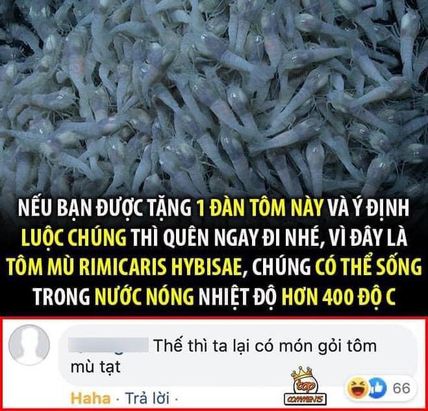 Loại tôm cứng đầu nhất thế giới, thách thức hàng loạt đầu bếp: lý do phía sau vô cùng bất ngờ-4