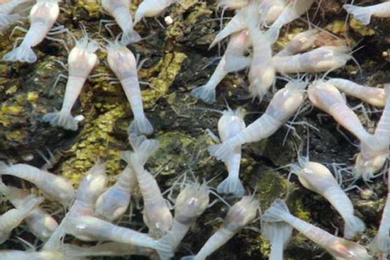 Loại tôm 'cứng đầu' nhất thế giới, thách thức hàng loạt đầu bếp: lý do phía sau vô cùng bất ngờ