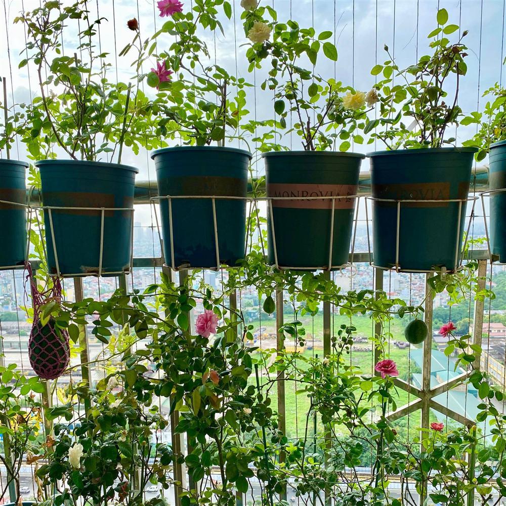 Nhờ chồng thả hạt giống cho vui, vợ 8X có vựa dưa hấu lủng lẳng trái ngọt ngay dưới gốc hồng-2