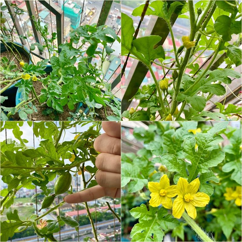 Nhờ chồng thả hạt giống cho vui, vợ 8X có vựa dưa hấu lủng lẳng trái ngọt ngay dưới gốc hồng-3