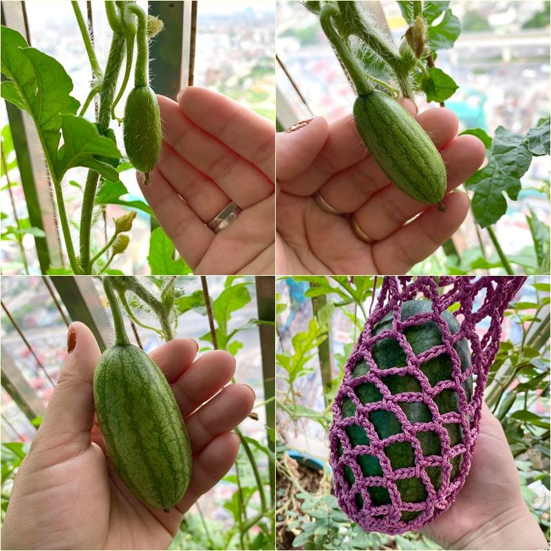 Nhờ chồng thả hạt giống cho vui, vợ 8X có vựa dưa hấu lủng lẳng trái ngọt ngay dưới gốc hồng-5