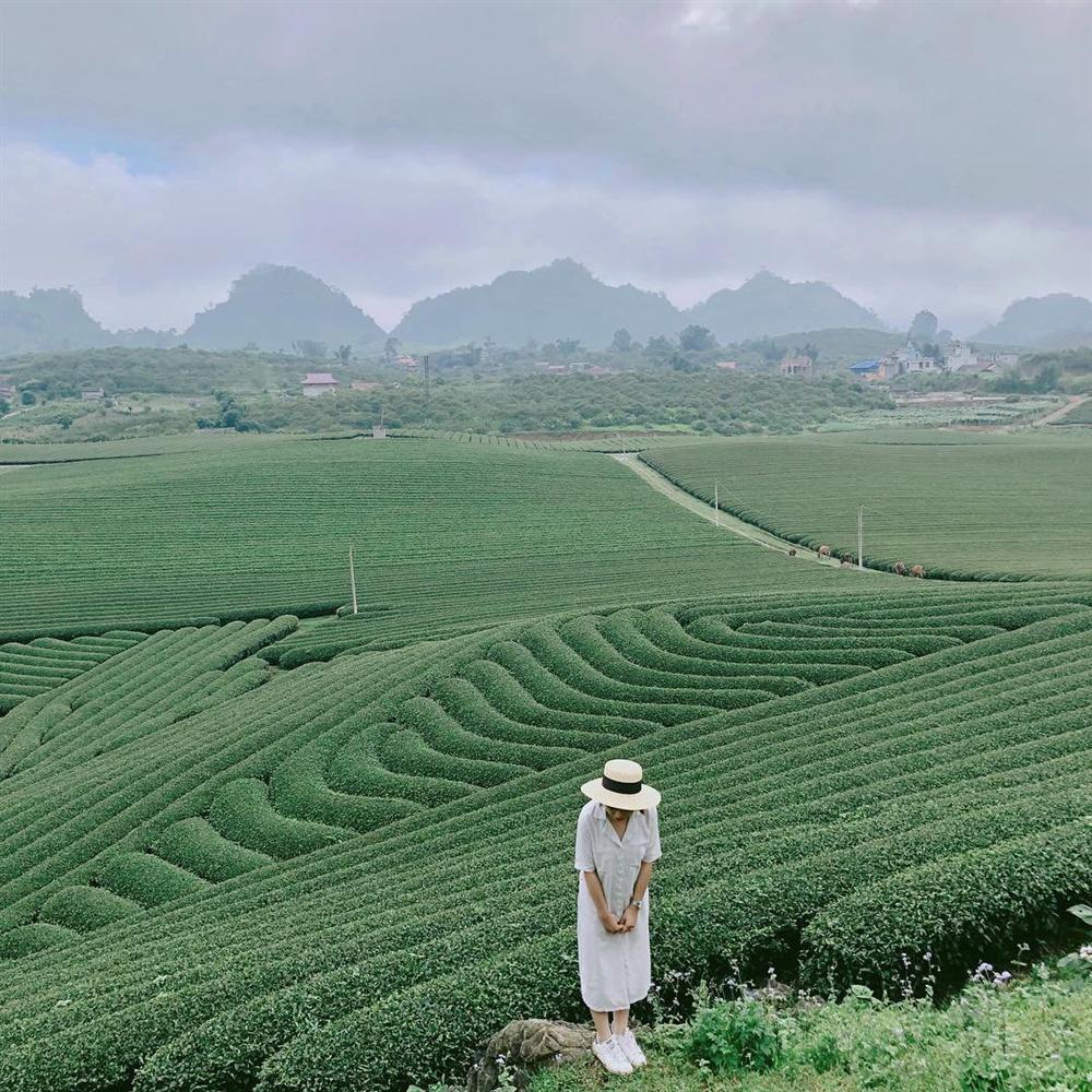 Rủ đám bạn đi check-in ngay những đồi chè đẹp thơ mộng nhất Việt Nam-5