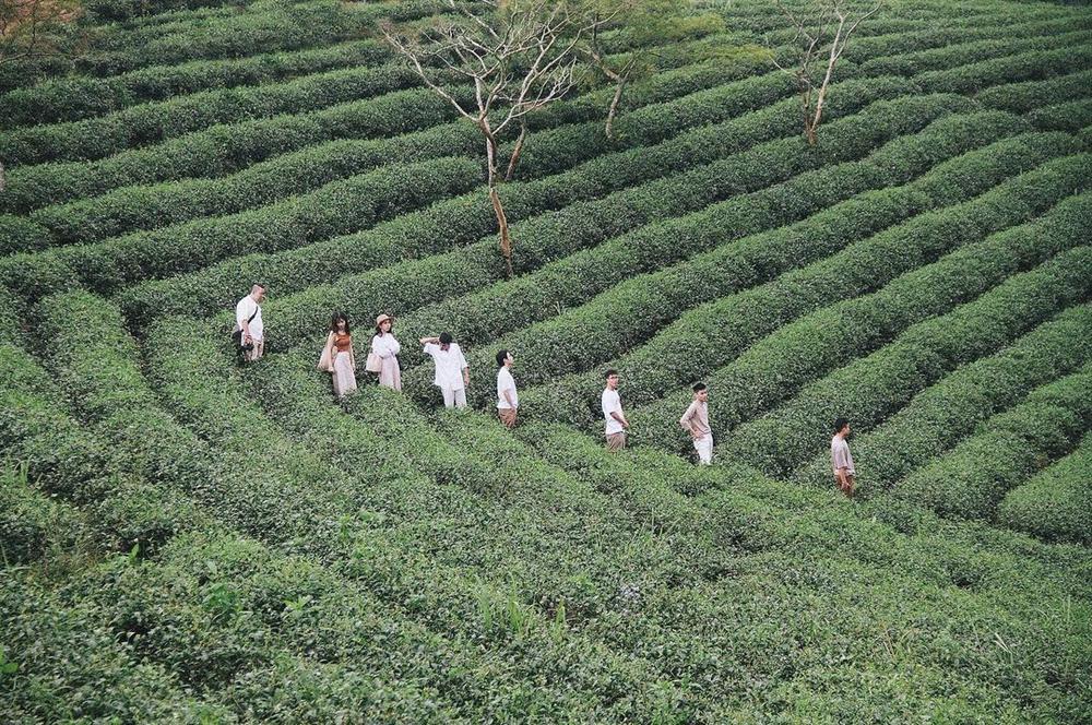 Rủ đám bạn đi check-in ngay những đồi chè đẹp thơ mộng nhất Việt Nam-16