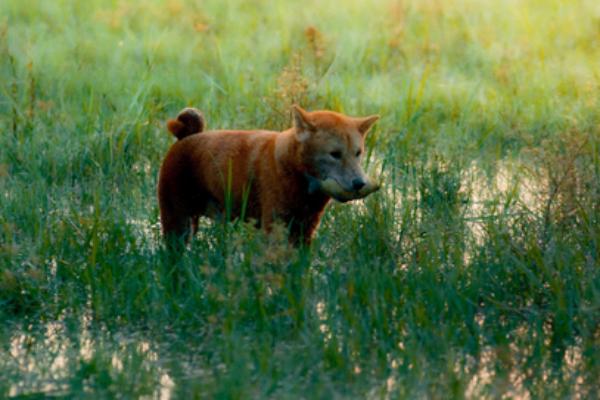Cậu Vàng Shiba lấy lại thiện cảm khi khoe tài diễn xuất-7