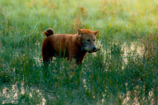Sau nhiều lùm xùm, chó Shiba vẫn được chọn đóng 'Cậu Vàng'