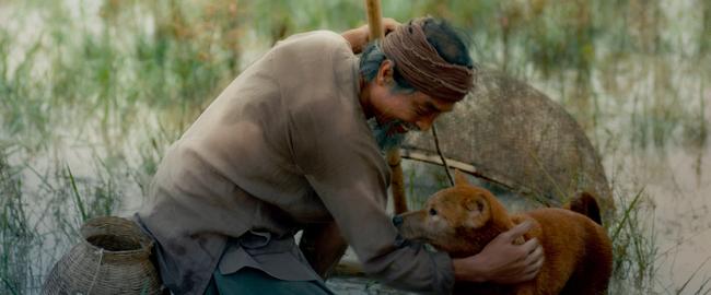 Sau nhiều lùm xùm, chó Shiba vẫn được chọn đóng Cậu Vàng-1