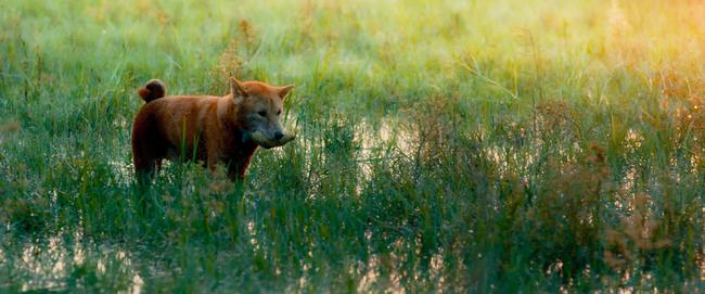 Sau nhiều lùm xùm, chó Shiba vẫn được chọn đóng Cậu Vàng-2