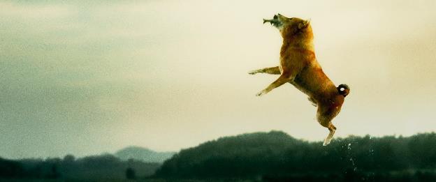 Sau nhiều lùm xùm, chó Shiba vẫn được chọn đóng Cậu Vàng-3